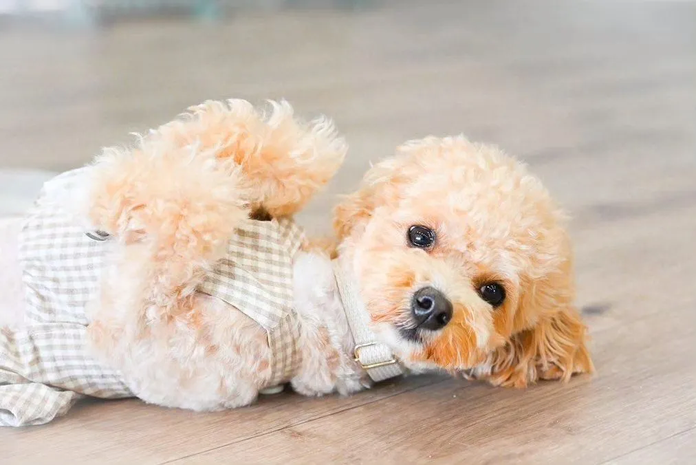 かわいいですね~🐶💛