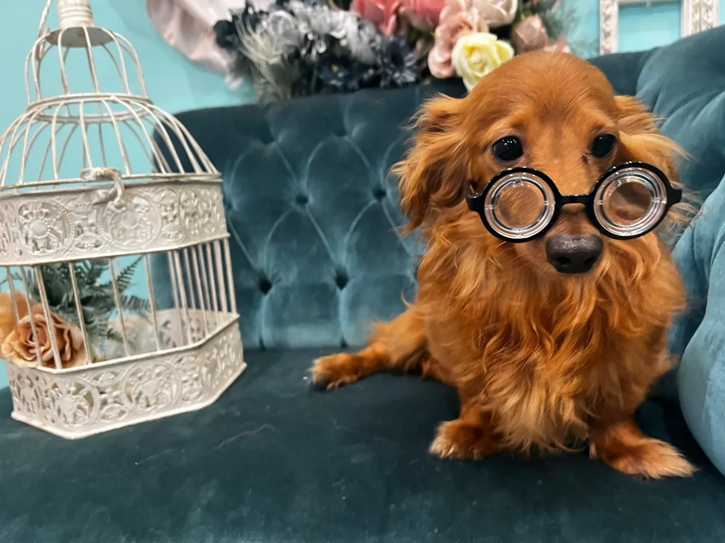 愛犬の思い出写真の撮影にぜひご利用ください📷🐶