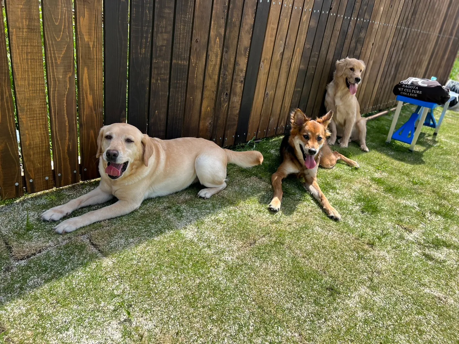 最近の暑さでワンコたちも日陰を探して涼んでいます🍃🐶
