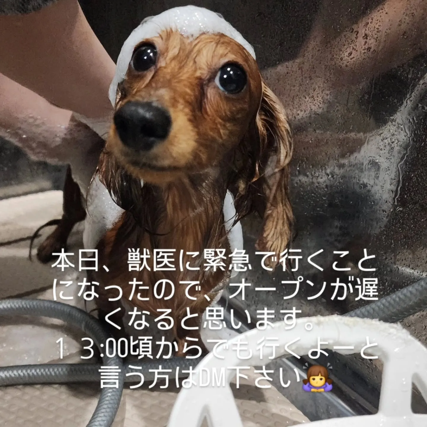 低気圧で頭がぐるぐるなモコモッコ店主です😵💫